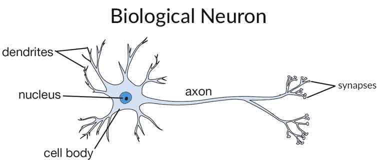 are neurons only in the brain